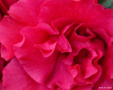 新手不会养花没关系,养养这3种,容易上手易爆盆