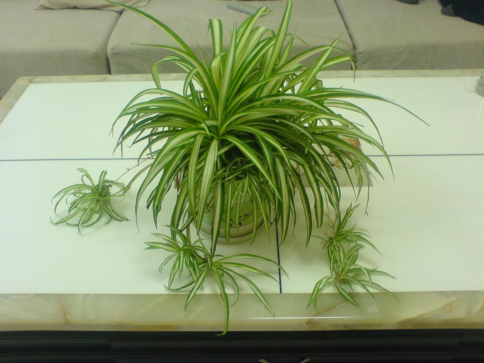 吊兰|这3种花该“剃头”了,三月最适合的季节,这么做下月开花才好看