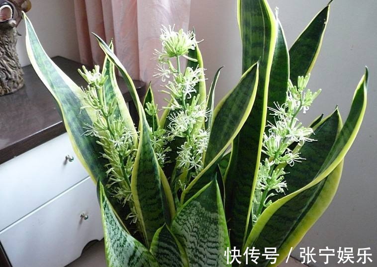 小机关|绿萝虎皮兰,有生长“小机关”,打开后叶子绿油油,生长猛