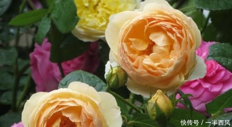 4种花养了就爆盆,好养易活开花漂亮,旺宅、招财好兆头