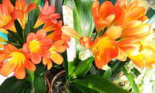 君子兰烂心要死了别扔,教你一招,分分钟满血复活