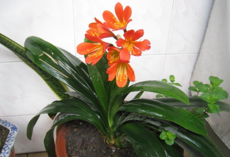 秋冬养君子兰，4件事做错了，养多久都不开花，新手别大意