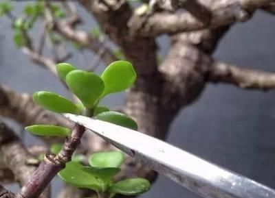 花卉|养这“2种”树,能成“老桩”,越养殖越好看,而且“价格高”