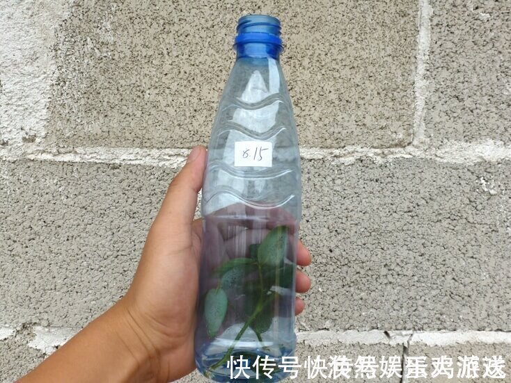 扦插|家庭养花,塑料瓶是“宝贝”,学会5个使用“小妙招”,一生受用