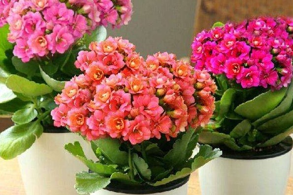 长寿花这样养,不仅长得壮实,而且一年开花