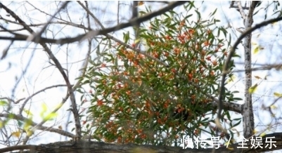 老一辈|农村老一辈才知道的野草，图一不再用了，图三如今一斤高达百元