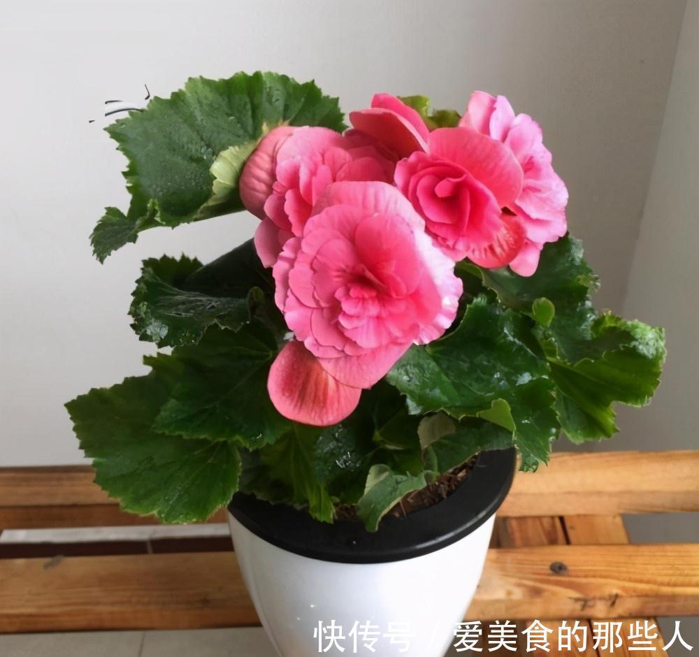 觉得家中不温馨太冷清，建议你种养此花卉，花期长，而且四季常绿