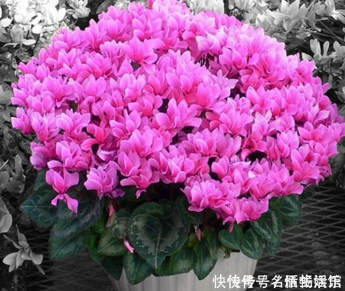 一茬花|几种花养家里,开花漂亮寓意好,一开就是300天,美爆家园拦不住