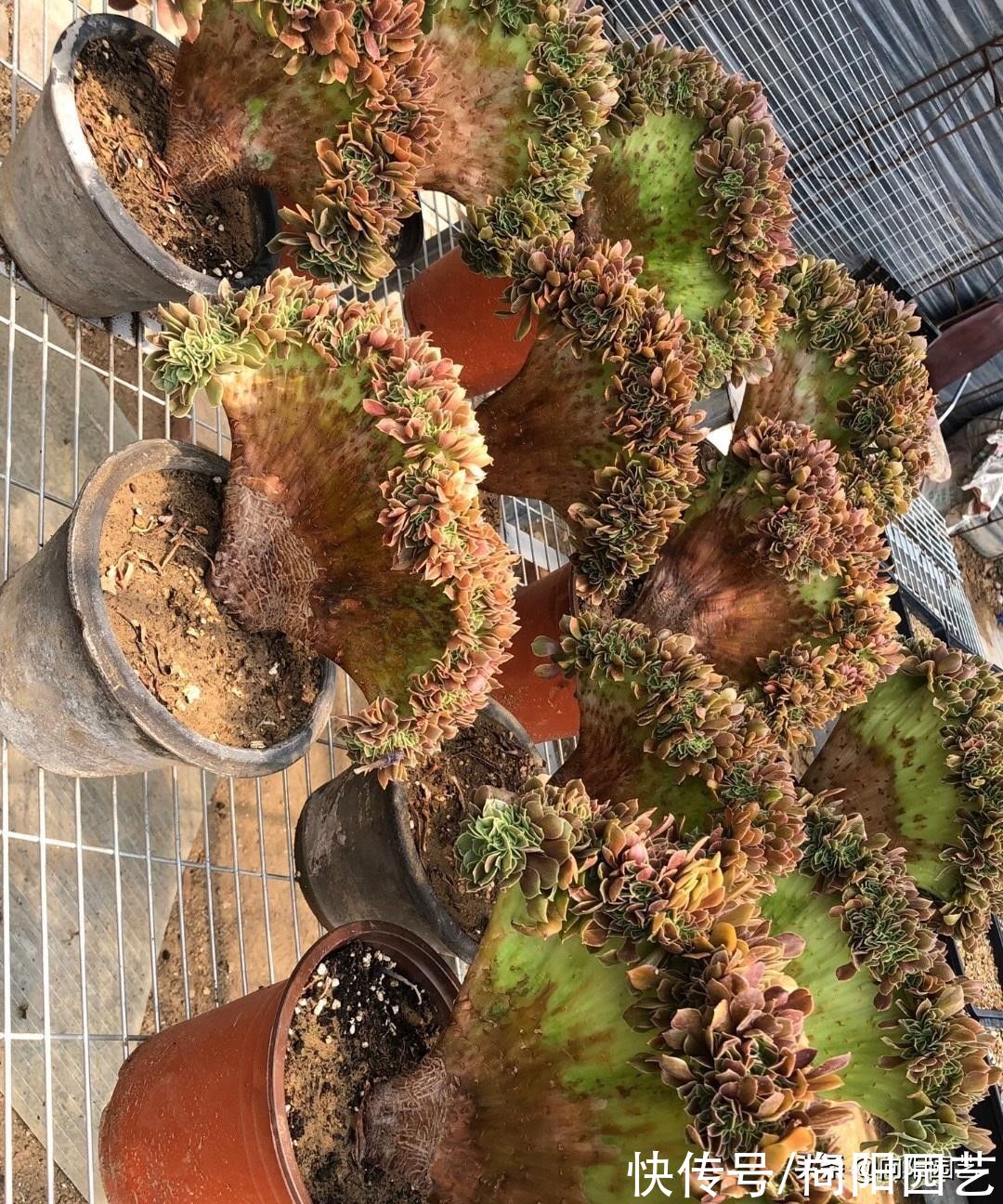 泥炭土|多肉法师怎么养？用半成颗粒，高盆栽种，观赏价格会更高