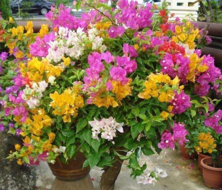 适合新手养卉的4种花,不用费心就很好,开起花来拦不住