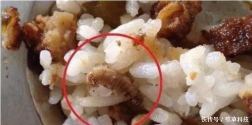 高蛋白|老师发来午餐照，“高蛋白”饭菜惹众怒，宝妈你家孩子吃吗