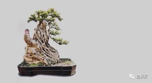 张光前和他30年的盆景生涯