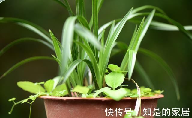 花盆|养兰花不会施肥怎么办？专为新手定制的技巧，不施肥养兰法