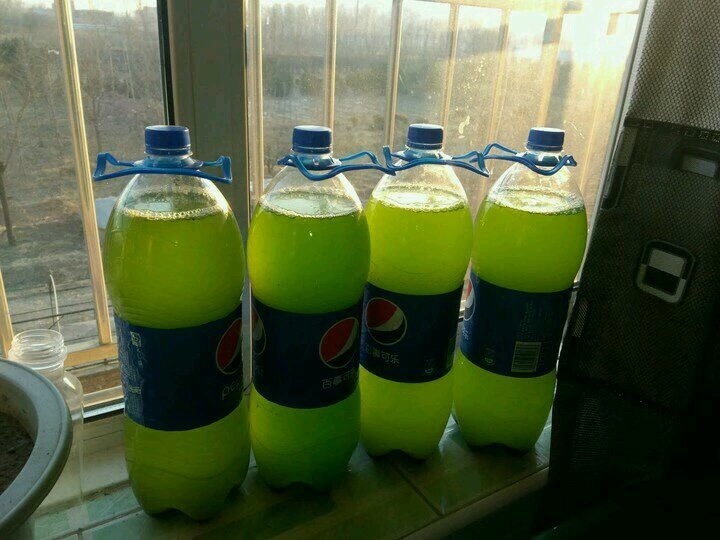 花卉|三伏天养花,6个“坏毛病”戒掉,植物安全度夏,越长越旺盛