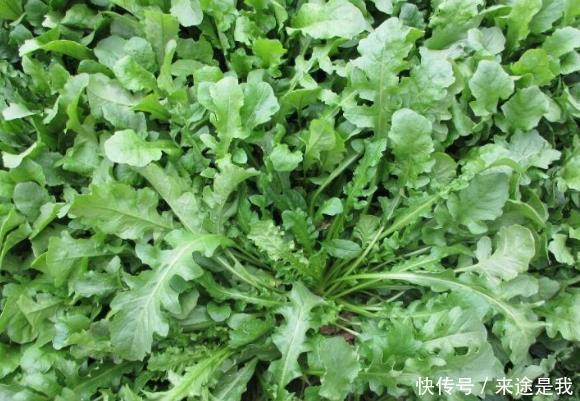 野菜|女孩老得慢,几道“野菜”可常食用,清热解毒,养生效果好