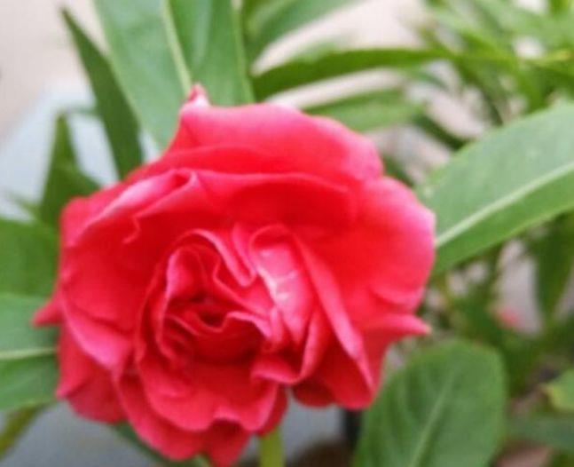 几款花卉，养在阳台花开不断，漂亮养眼，还非常好养护