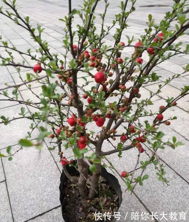 年后逛花市，这2种花请不要错过，否则要再等9个月！