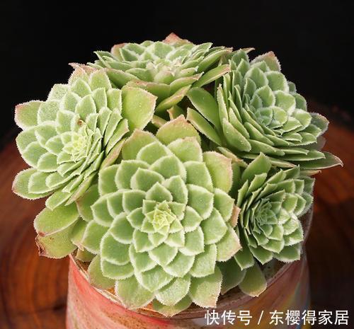 多肉植物|这“三多肉”颜值高，色彩斑斓惹人爱，特爱爆崽长势旺，值得拥有