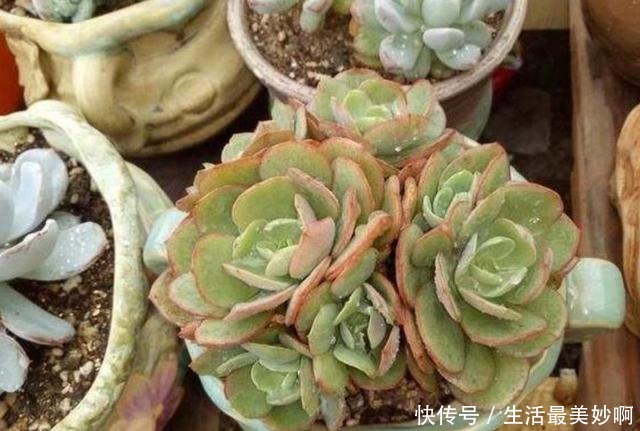 夏天养多肉,浇水是难题,掌握几个“小技巧”,安全度夏!
