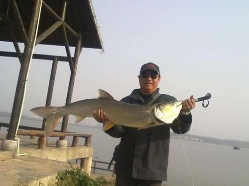 人称|人称“水中老虎”,鱼中的害群之马,肉质鲜美,5000块只能买90斤