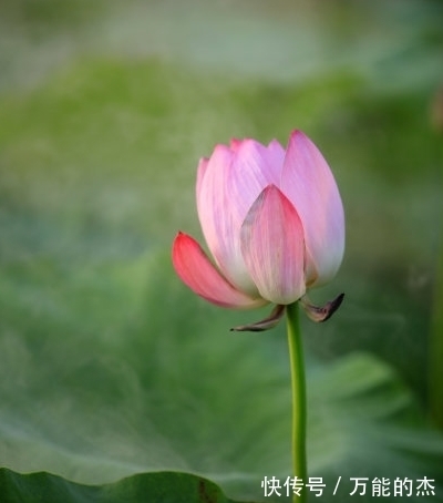 进步|7月上旬，吉星照耀，4属相桃花朵朵，事业进步，生活美满幸福