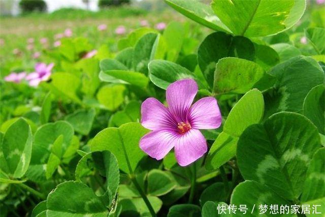 酢浆草之前是野花,现在摇身一变招人喜欢,叶片是心形开花超多