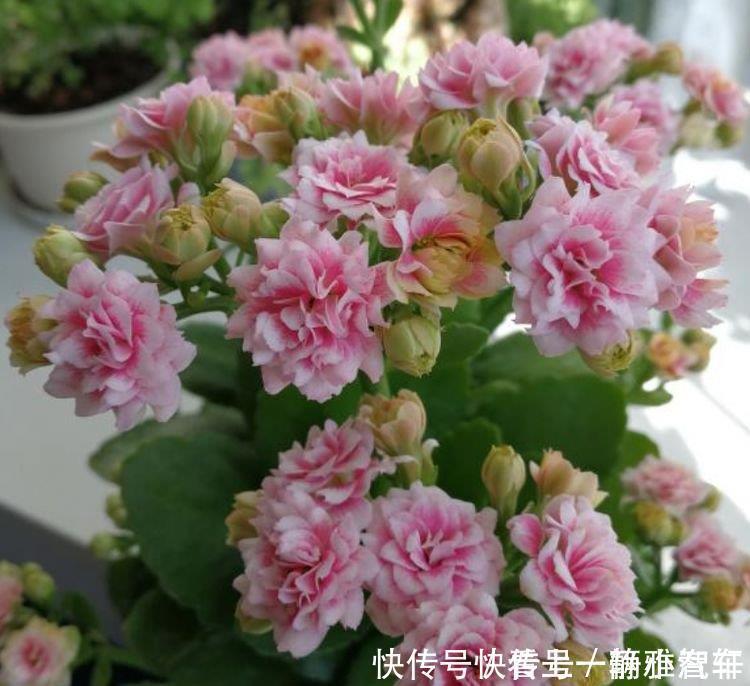 茶花|居家就养此款花卉,花大色艳胜玫瑰,芳香四溢,养在家中香飘满屋