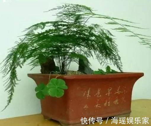 神器|文竹盆土里插个“神器”，盆土状况一目了然，变成茂密“小森林”