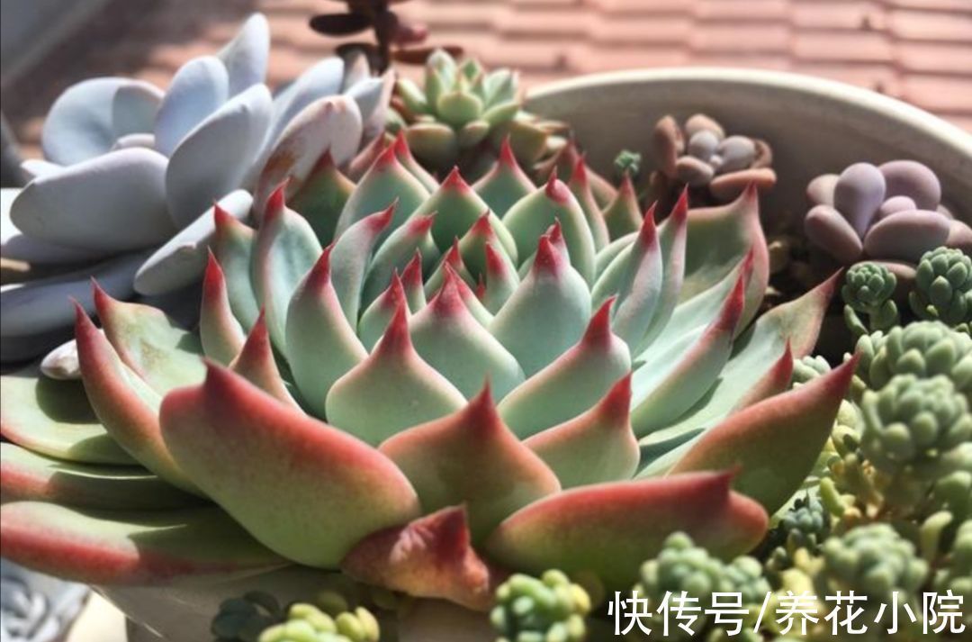 月季|冬天到了管住手,10种花要减少浇水,否则容易被冻伤