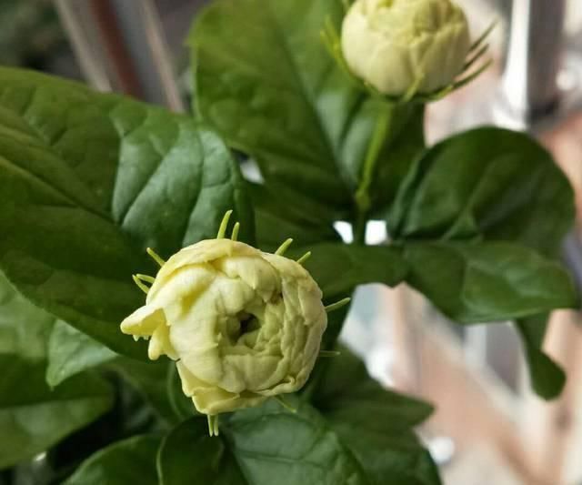 盆土|茉莉花养护的四个关键点,修剪施肥有妙招,枝繁叶茂开花爆盆