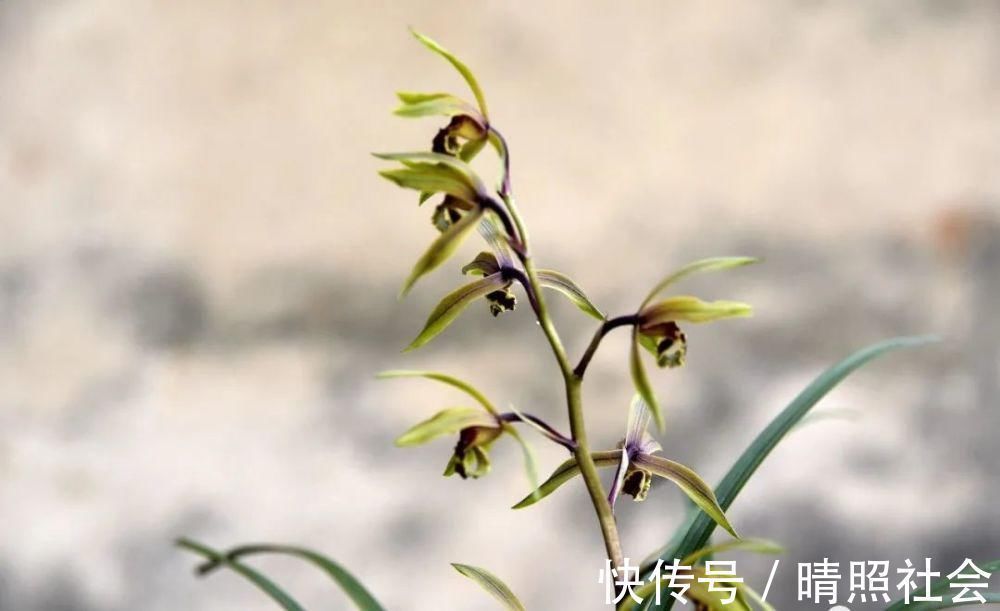 兰花|兰花可以用复合肥吗？季节、方法、种类，这3者缺一不可