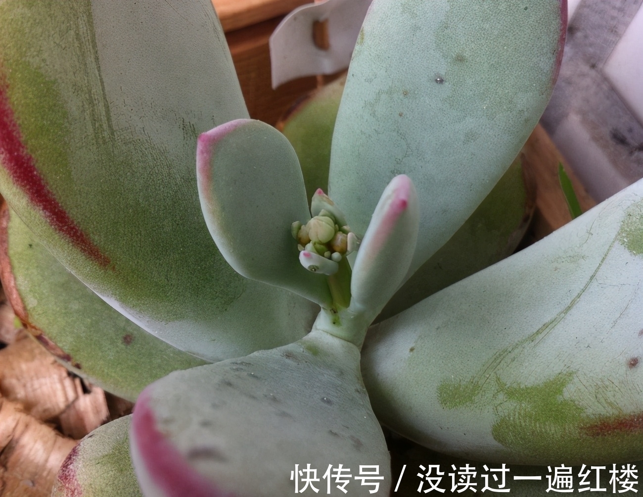 烦恼多肉开花该不该留?搞清楚“为什么”,想留就留、想剪就剪