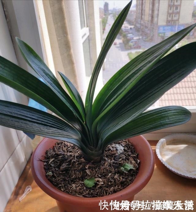 土壤|想要君子兰长得好长得快,这4点一定要做足“功课”,不然长不好!