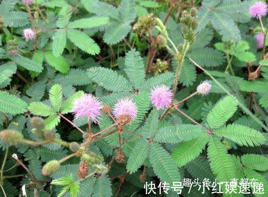 失眠|农村有些山珍野菜,防治咳喘、糖尿病、高血压、烦渴、失眠等症