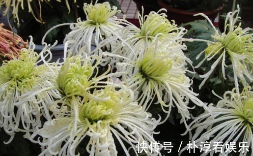 花瓣|喜欢菊花,不如养盆“鳞托菊”吧!寓意“永远的爱”,适合盆栽养
