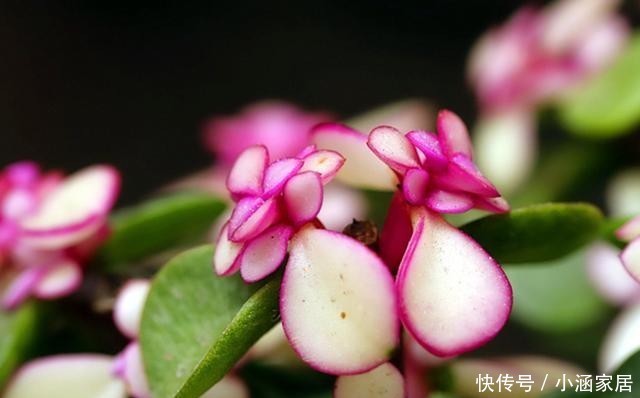 扦插|金枝玉叶如何扦插?简单这几步,一棵变多棵