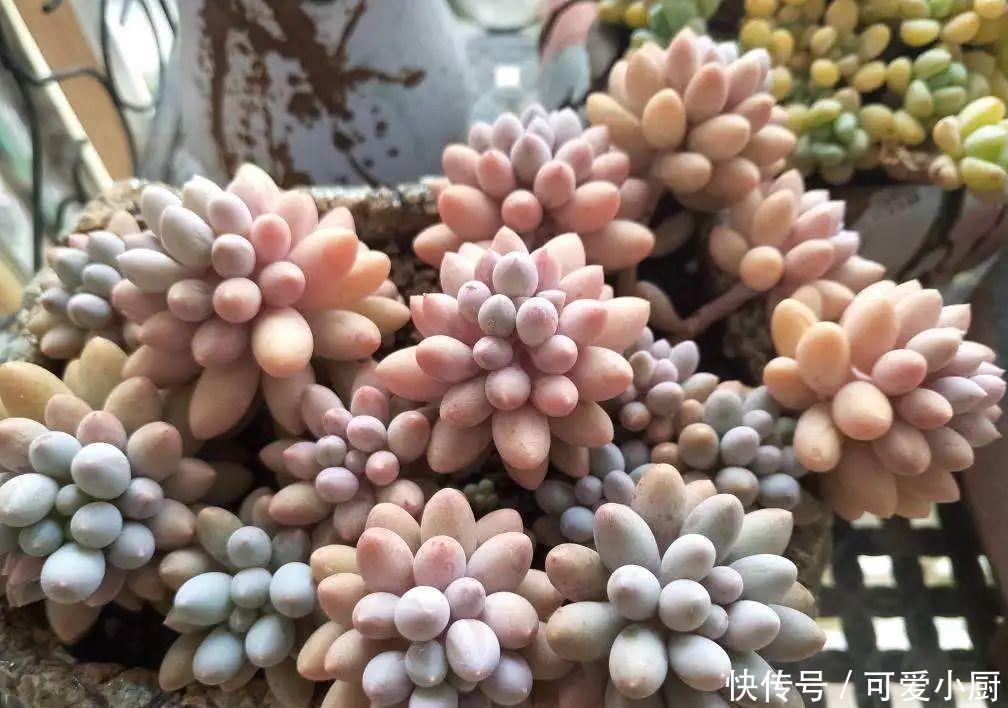 多肉盆栽植物:多肉品种太多了,简单分成6大类,看完再也养不死