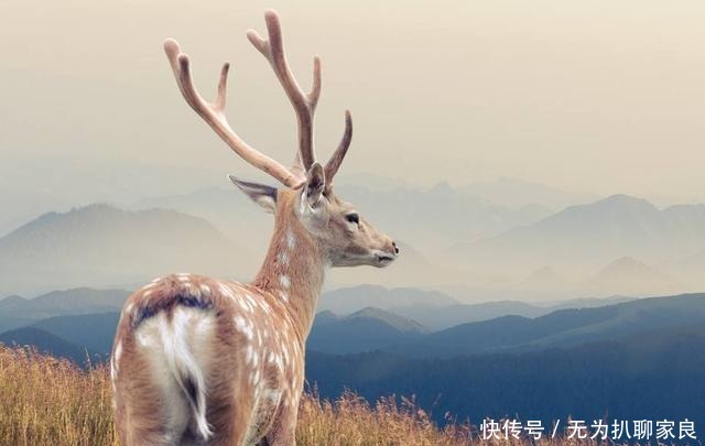 故宫一把破木椅,为何会得到乾隆的青睐?专家:有奇特的点穴功能