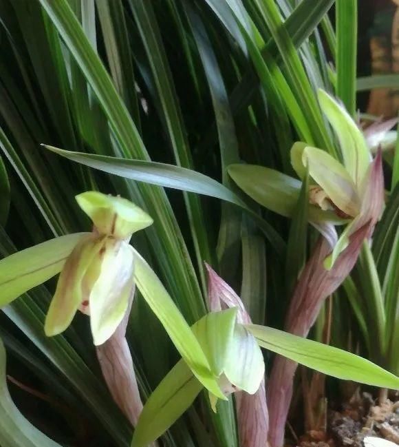 长寿|一棵长寿的花,124个花箭,开花,锅盖打开的方法