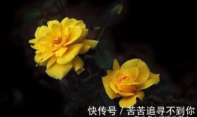 四大生肖|未来一整月,四大生肖财运火爆,好运随身喜结良缘幸福美满!