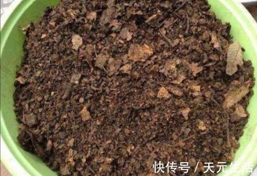 腐叶土|营养土不用花钱买,自己制作的“营养土”,养啥花都旺