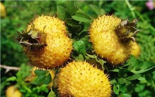 春天來(lái)了，常吃以下食物好處多，助消化，促進(jìn)兒童生長(zhǎng)發(fā)育