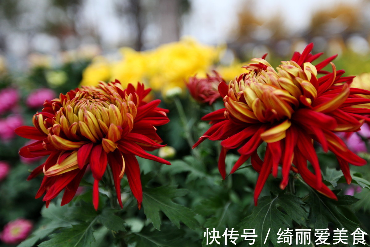 名花&此花位居中国十大名花之一，有中国千年文明，各大场合皆宜使用