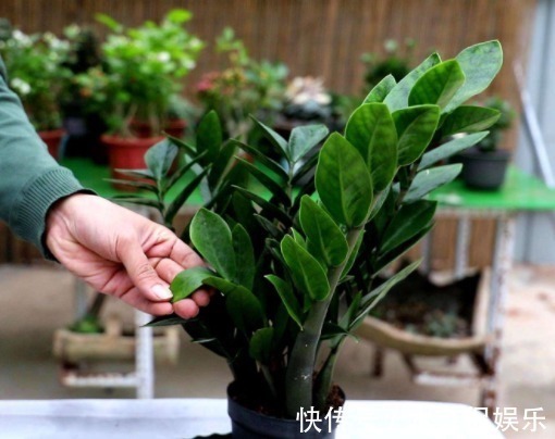 银柳|“4种花卉”生意人偷着养,自己发财不告诉别人,摆在家中能发家