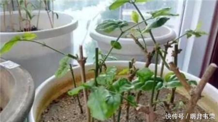 学会这9个扦插绝招,插啥活啥,蹭蹭长出大白根,阳台多的放不下