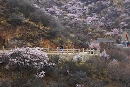 走！去崆峒山看桃花……