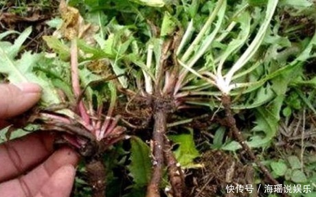 排毒草|蒲公英是“排毒草”，泡水喝能排出毒素垃圾，但要切记“三不食”