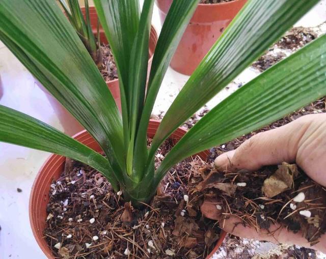 10种“吉利花”,“穷养”才能长大,越挤越壮实,越大越“旺家”