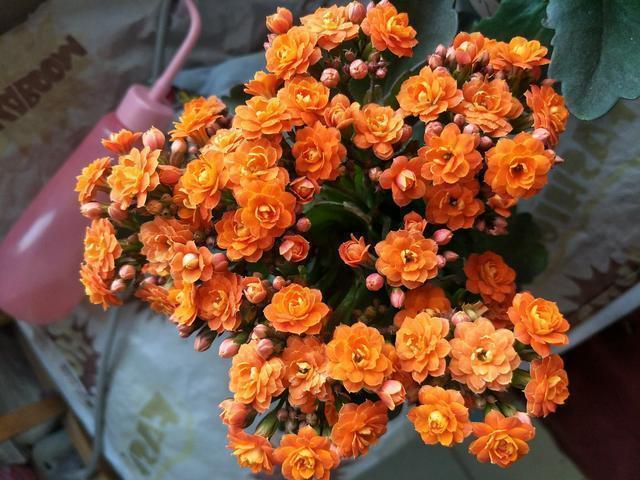长寿花不能“惯着”，多做这“一步”，花苞蹭蹭冒，想不爆盆都难