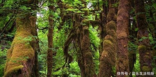 以前的树桩都当柴烧,现在爱花之人当场盆景,一盆比一盆价值高!